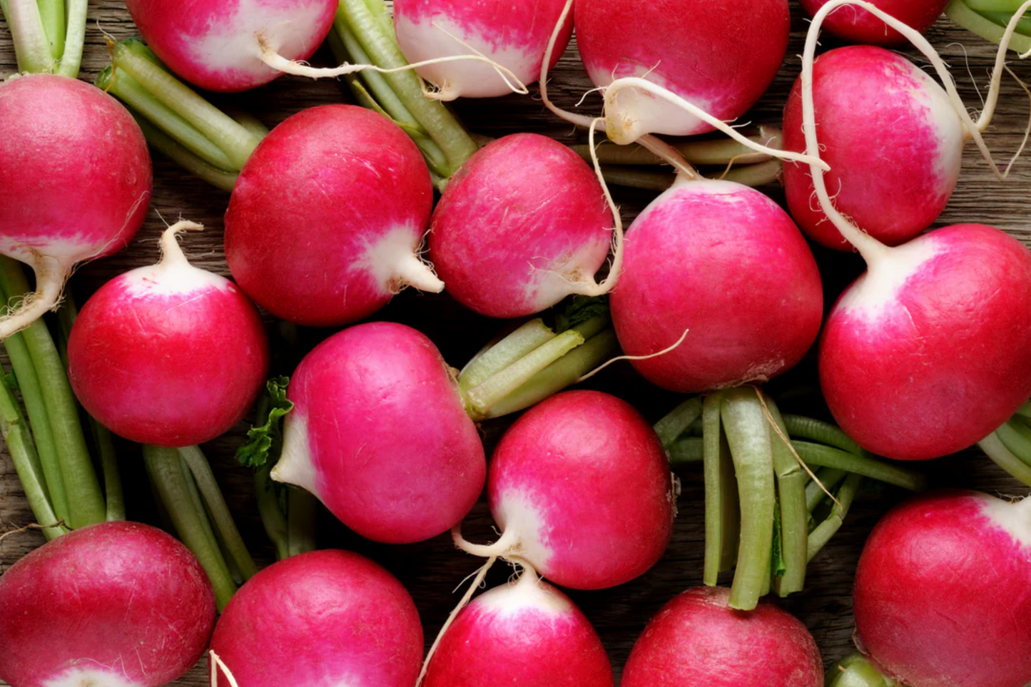 Champion Radish Seeds | Organic Non-GMO | Fast-Growing Raphanus sativus