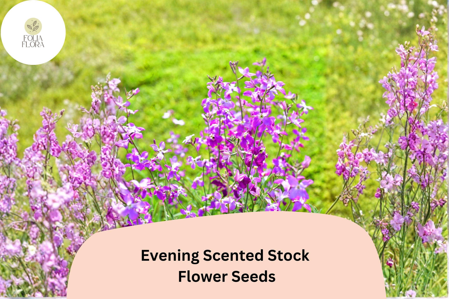 Evening Scented Stock Seeds – 100 Matthiola longipetala for Fragrant Night-Blooming Flowers