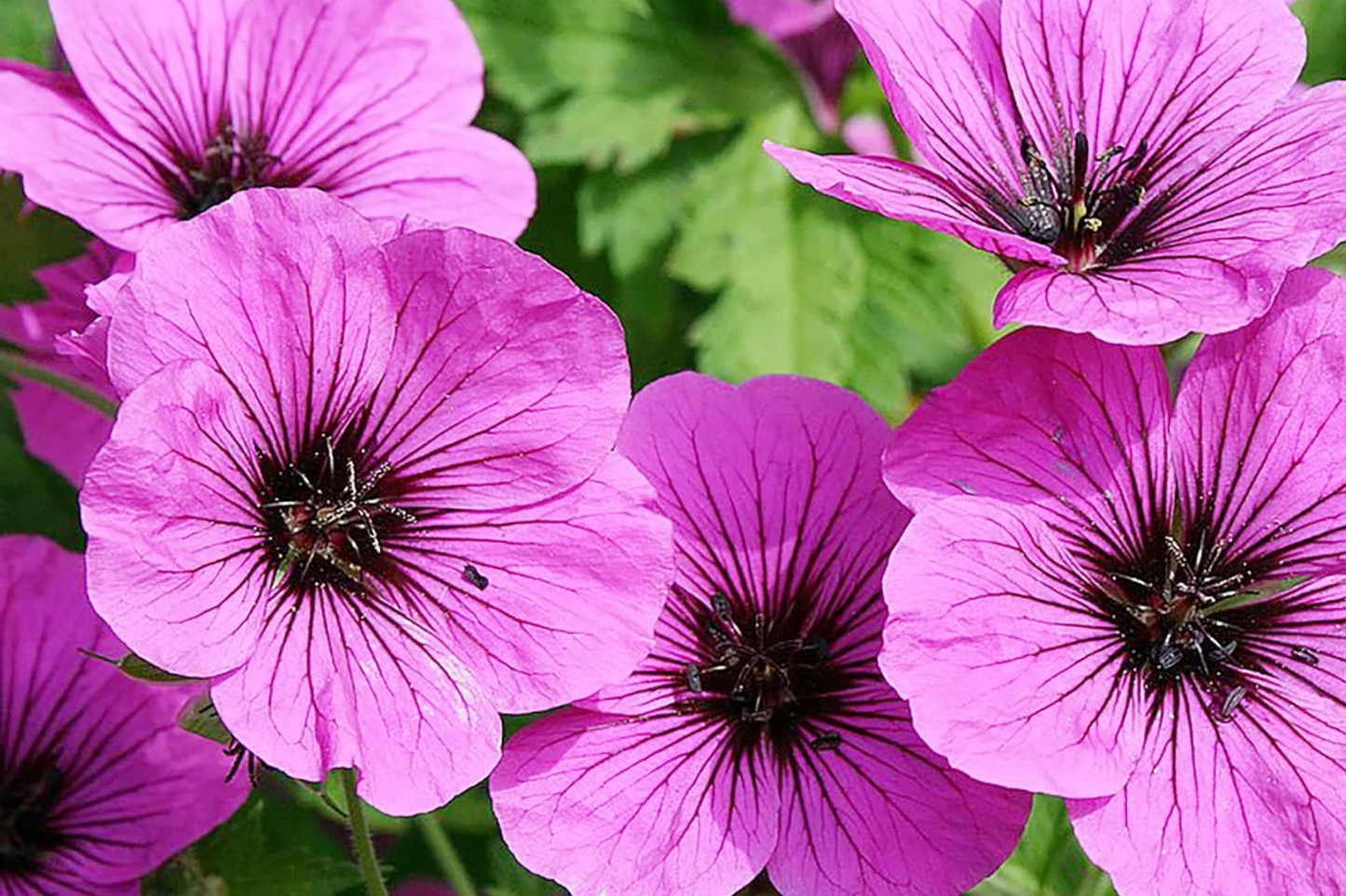 Fragrant Geranium Seeds Packet – Pelargonium spp. – 100 Seeds for Garden & Container Planting