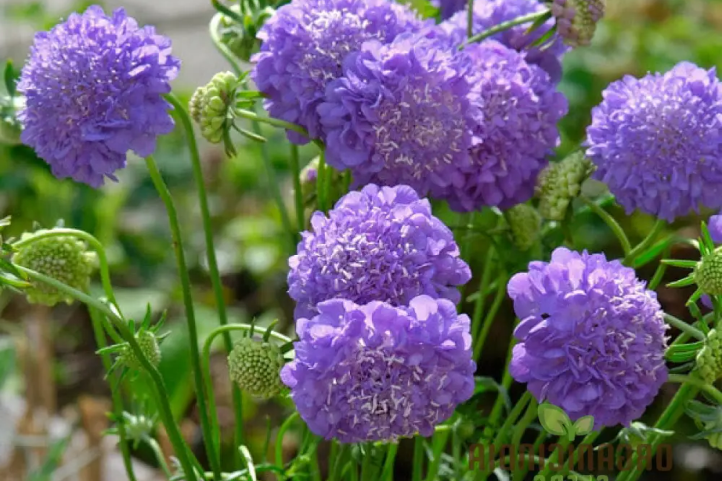Scabiosa Seeds - Oxford Blue - 75+ Flower Seeds - Annual Scabiosa columbaria for Gardens & Pollinator Attracting