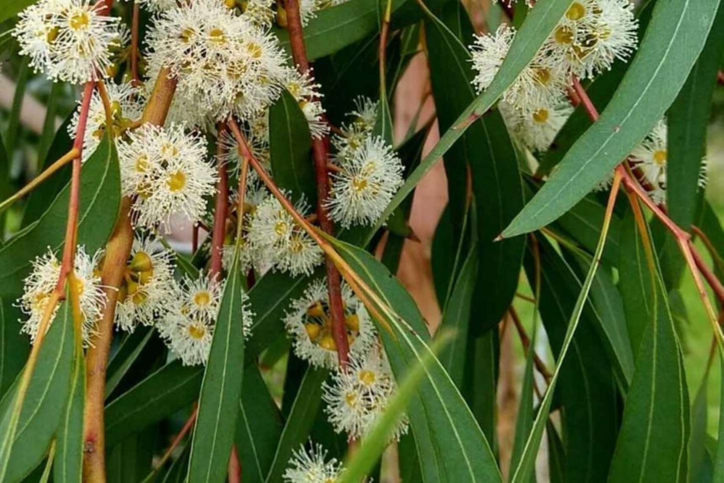Eucalyptus Seeds 275 Pack Fragrant Eucalyptus globulus for Gardening, Landscaping & Indoor Plants