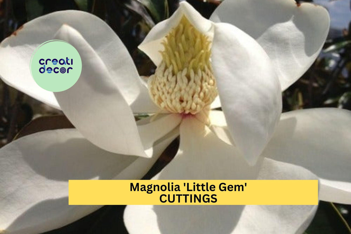 Super Rare Magnolia 'Little Gem' Cuttings - Compact Evergreen Tree with Fragrant White Blooms