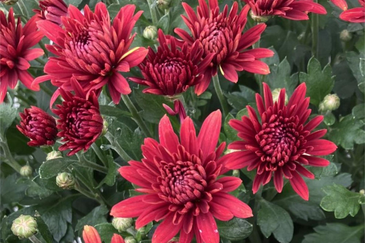 Destino Peaches Mum Chrysanthemum Seeds - 200+ Peach Bloom Flower Seeds for Fall Garden, Pollinator Attracting, Chrysanthemum morifolium
