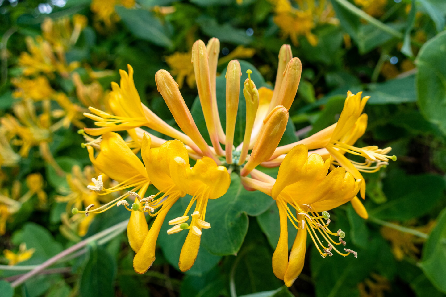 Honeysuckle Vine Seeds - Fragrant Climbing Plant - Lonicera spp. - 65 Count for Garden Trellises & Fences