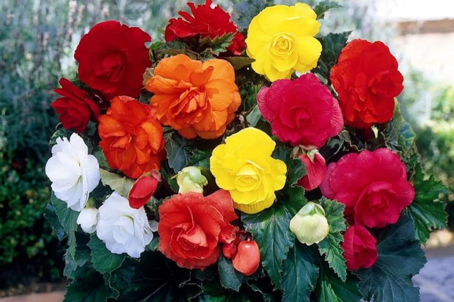 Fragrant Begonia Seeds Packet – 45 Seeds for Indoor & Outdoor Gardens – Begonia x tuberhybrida, Compact & Bushy Growth