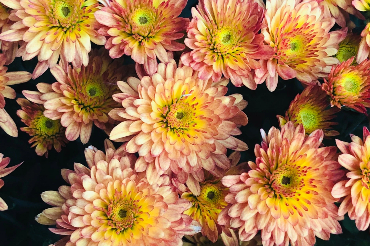 Chrysanthemum Seeds - Strawberry Butter Mum - 200 Flower Seeds - Garden Plants - Chrysanthemum morifolium