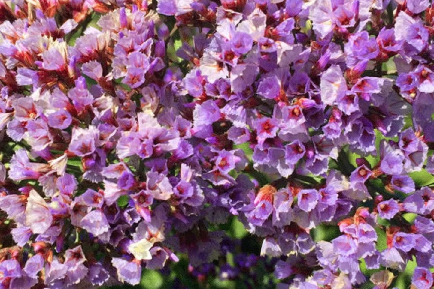 Statice Seeds - Cottage Mix - Non-GMO Flower Seeds for Garden - Limonium sinuatum, Vibrant Summer Blooms
