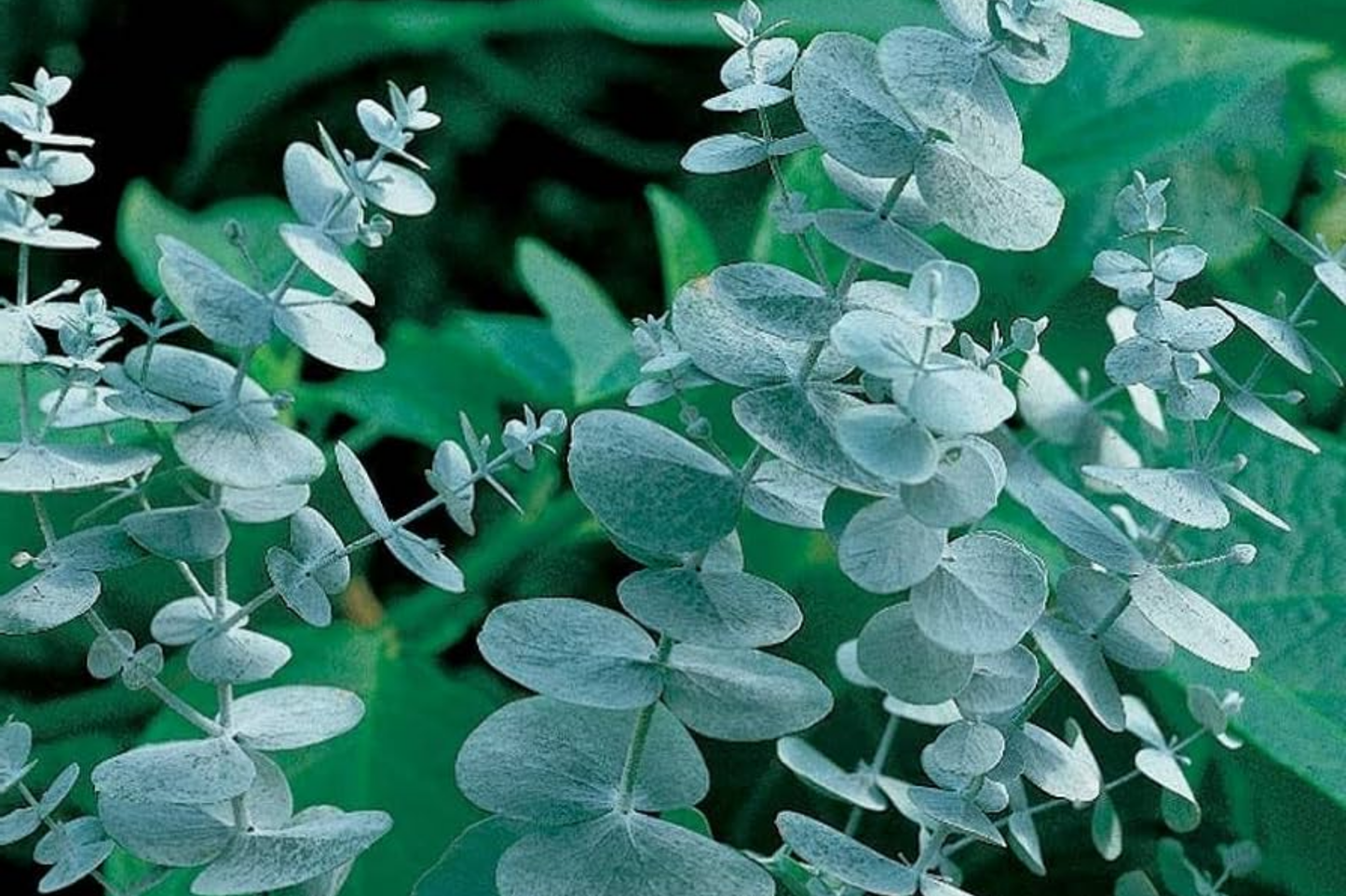 Eucalyptus Seeds 275 Pack Fragrant Variety for Gardening, Eucalyptus globulus, USA Seller, Free Shipping