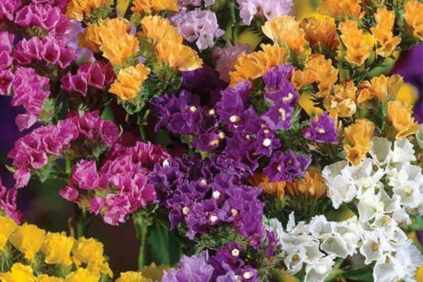 Statice Seeds Pack - Twilight Variety - Non-GMO Limonium sinuatum Flower Seeds for Garden, Cut Flowers & Dried Arrangements