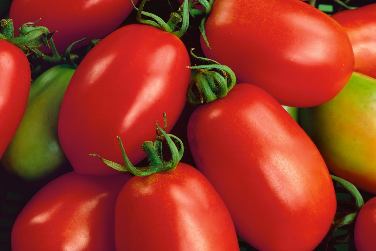 Beefsteak Heirloom Tomato Seeds – Non-GMO, Organic, Large Juicy Fruits, Solanum lycopersicum, 100+ Seeds for Home Gardening