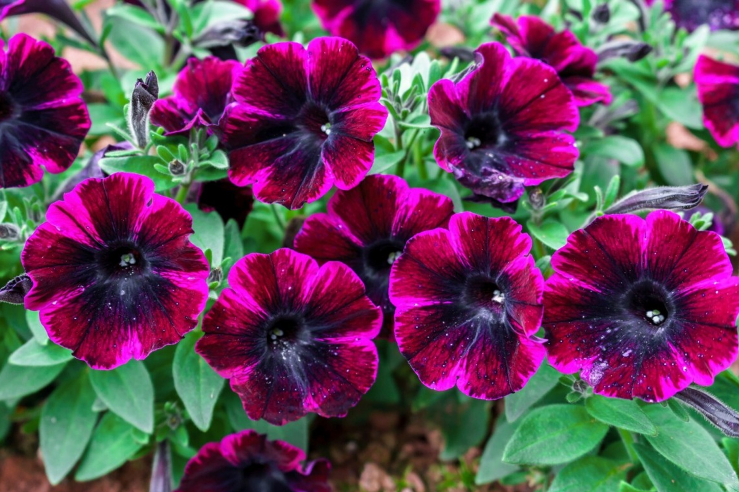 Petunia Seeds - 175 Count - Perennial & Annual Flower Seeds for Garden Borders & Containers - Petunia hybrida