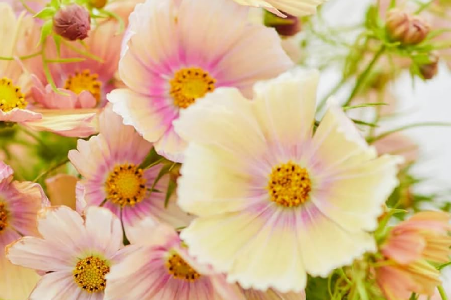 Cosmos Seeds - 35 Bulk Annual Seeds for Garden Planting - Cosmos bipinnatus Colorful Flowers