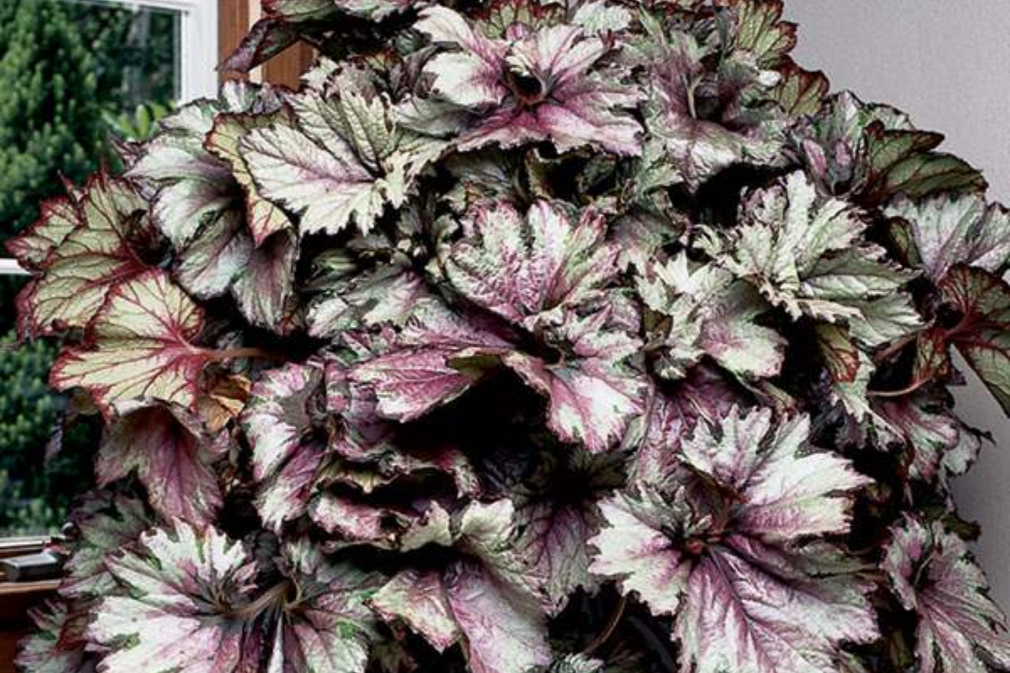 Dazzled Raspberry Blend Begonia Seeds – Flower Seeds for Containers & Garden Beds – Begonia x tuberhybrida – 45/125 Seeds