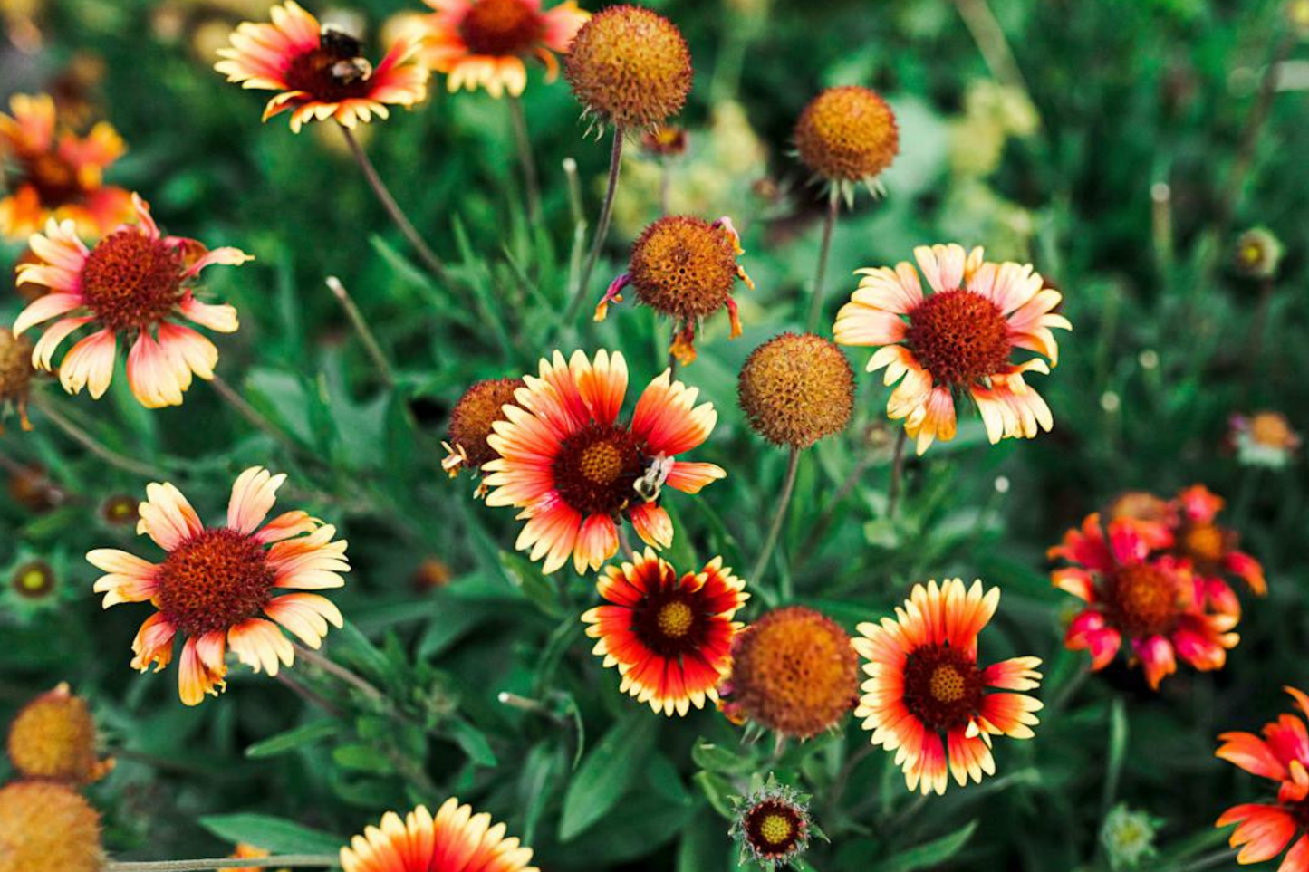 Blanket Flower Seeds - Aristata Mix - Gaillardia aristata - Vibrant Red, Yellow, Orange Annuals for Garden, Borders, Containers
