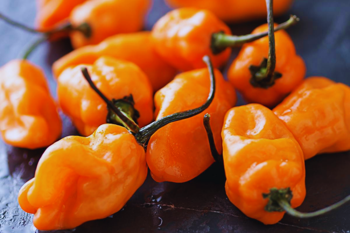 Orange Habanero Pepper Seeds - Non-GMO Capsicum chinense, 25+ Fresh Garden Seeds for Spicy Culinary Use
