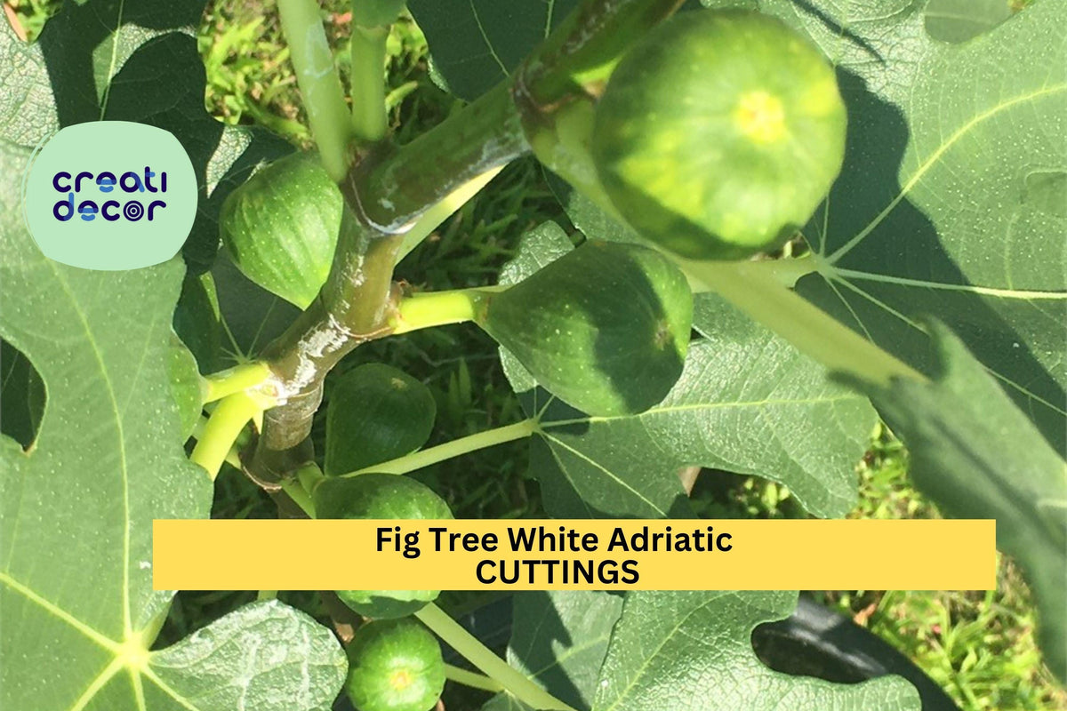 3 White Adriatic Fig Tree Cuttings – Sweet Green-Skinned Ficus carica for Planting with Free US Shipping