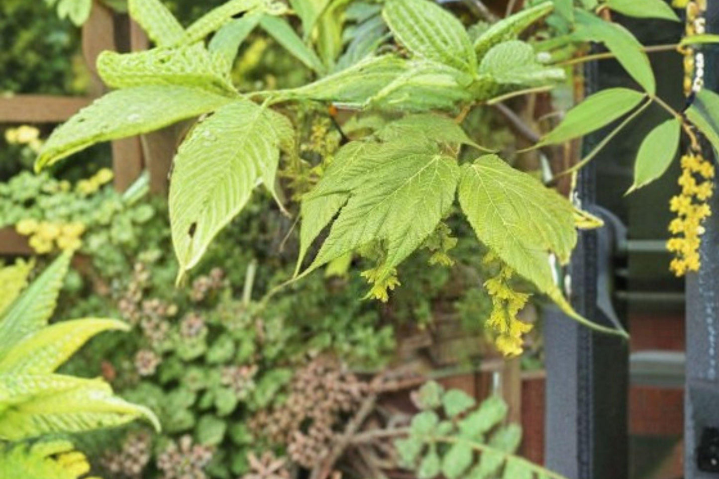 Acer tegmentosum Seeds – Manchurian Striped Maple Tree, Ornamental Green Bark, Deciduous, 10 Seeds