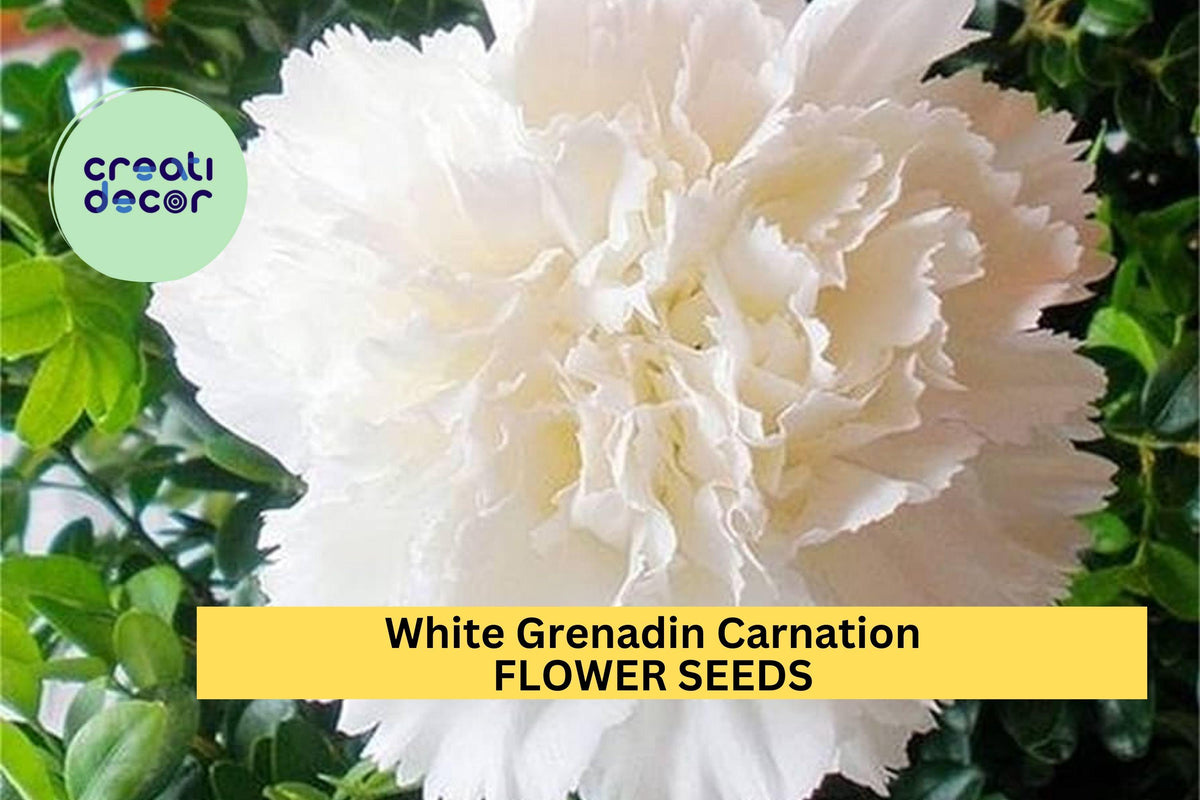200+ White Grenadin Carnation Seeds – Elegant Double Blooms for Garden & Cut Flowers