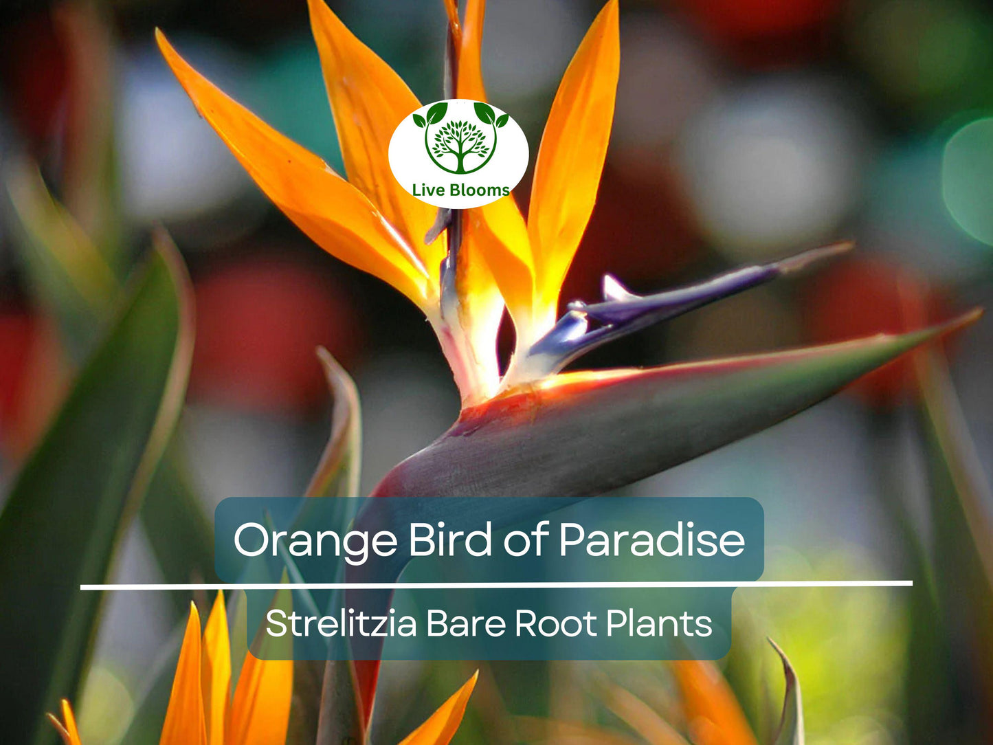 Orange Bird of Paradise Strelitzia Reginae Live Bare Root Plant 3-6” Tropical Flower for Containers & Gardens