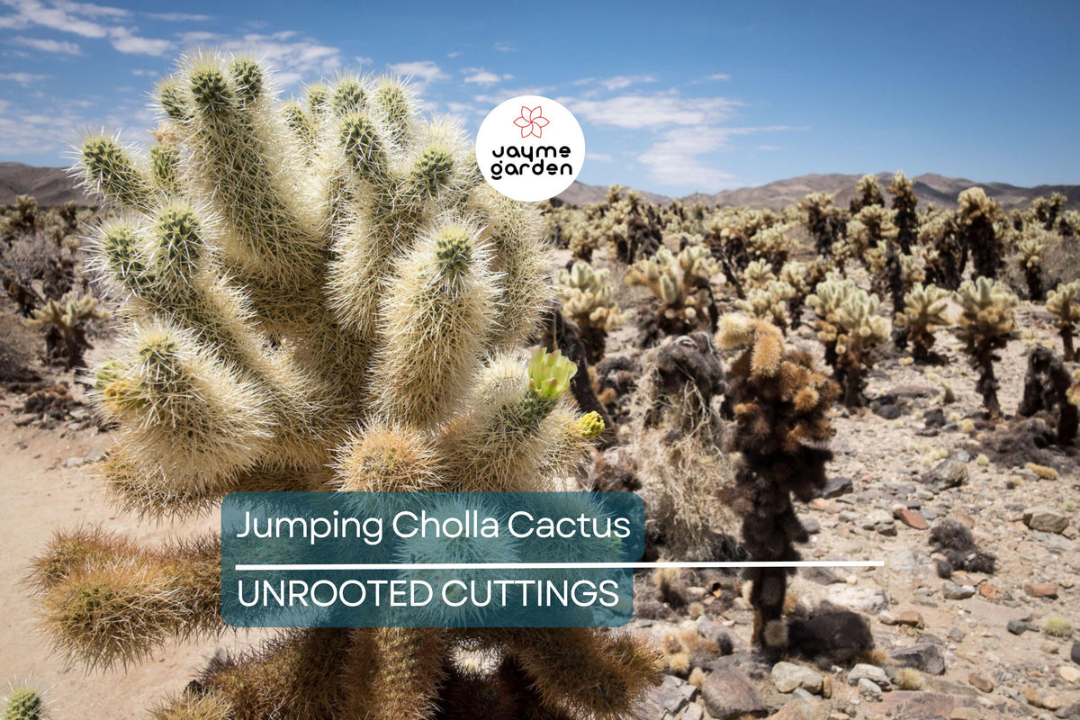Jumping Cholla Cactus Live Cutting, Fast Growing, Evergreen, Cylindropuntia fulgida, Ideal for Indoor/Outdoor, Arid Climate