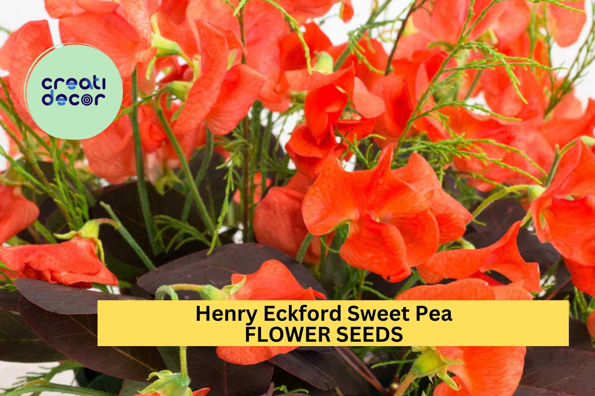 50+ Henry Eckford Sweet Pea Seeds – Fragrant Orange-Pink Climbing Vines for Trellises