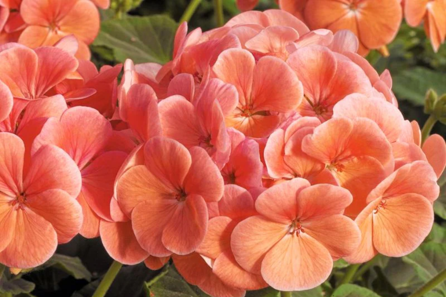 Geranium Seeds - 100+ Peachy Keen Fragrant Pelargonium x hortorum for Gardens & Containers