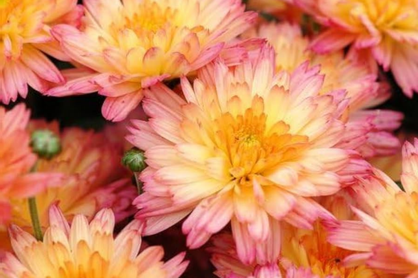 Amethyst Breeze Mum Seeds – Chrysanthemum morifolium, 200 Flower Seeds for Vibrant Garden Blooms, Perennial, Late Summer to Fall