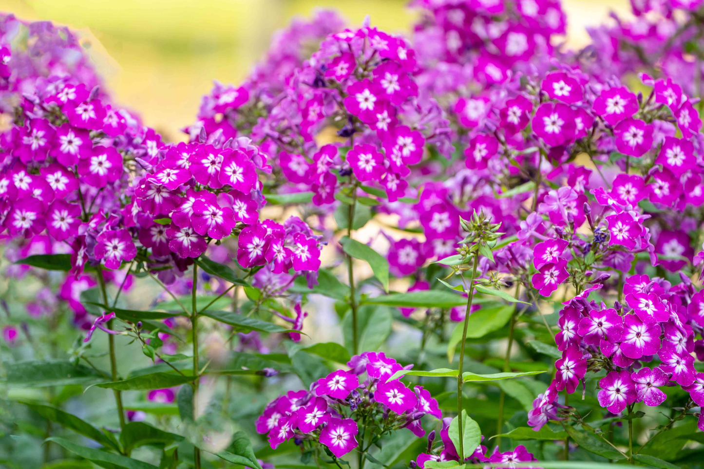 Magenta Star Phlox Seeds - 125 Seeds - Annual Flower Seeds for Garden Beds & Containers - Phlox drummondii
