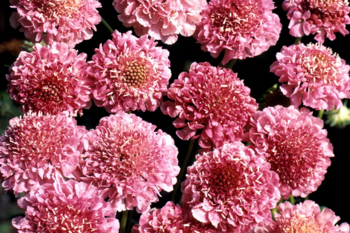 Salmon Rose Scabiosa Seeds - 75+ Annual Flower Seeds for Borders & Containers - Scabiosa atropurpurea