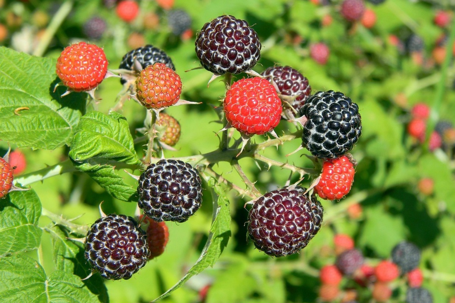 Zenith Raspberry Seeds - Non-GMO Fruit Seeds, Bulk 125, Rubus idaeus, Juicy, Sweet, Home Garden Planting