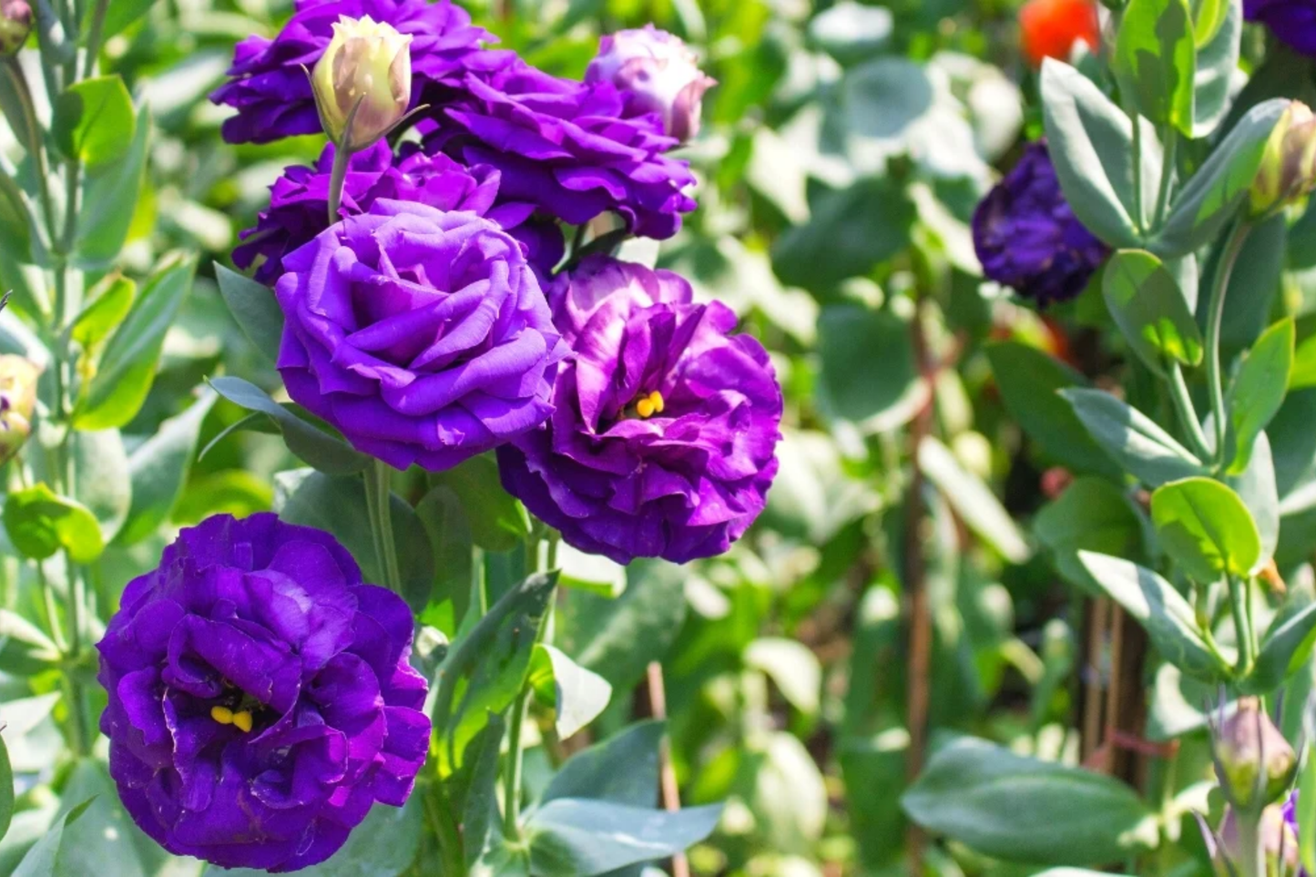 Lisianthus Seeds - Non-GMO Heirloom Plum Belle - Eustoma grandiflorum Flower Seeds for Garden & Cut Flowers