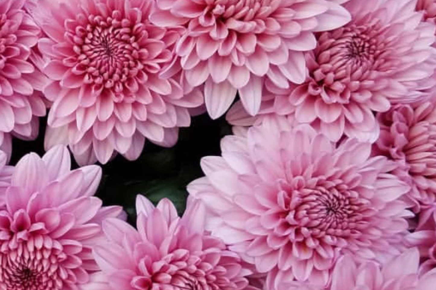 Candy Pink Mum Seeds - 200 Chrysanthemum morifolium Flower Seeds for Vibrant Pink Blooms, Garden, Borders & Containers