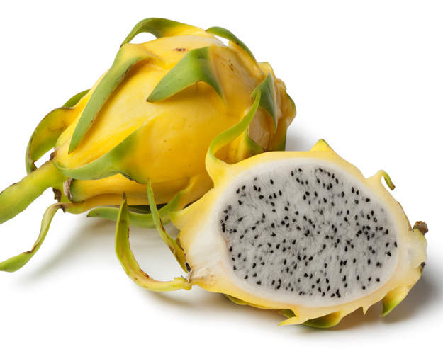 Yellow Dragon Fruit Plant Bare Root | Hylocereus megalanthus | Live Climbing Cactus for Patio, Garden, or Orchard