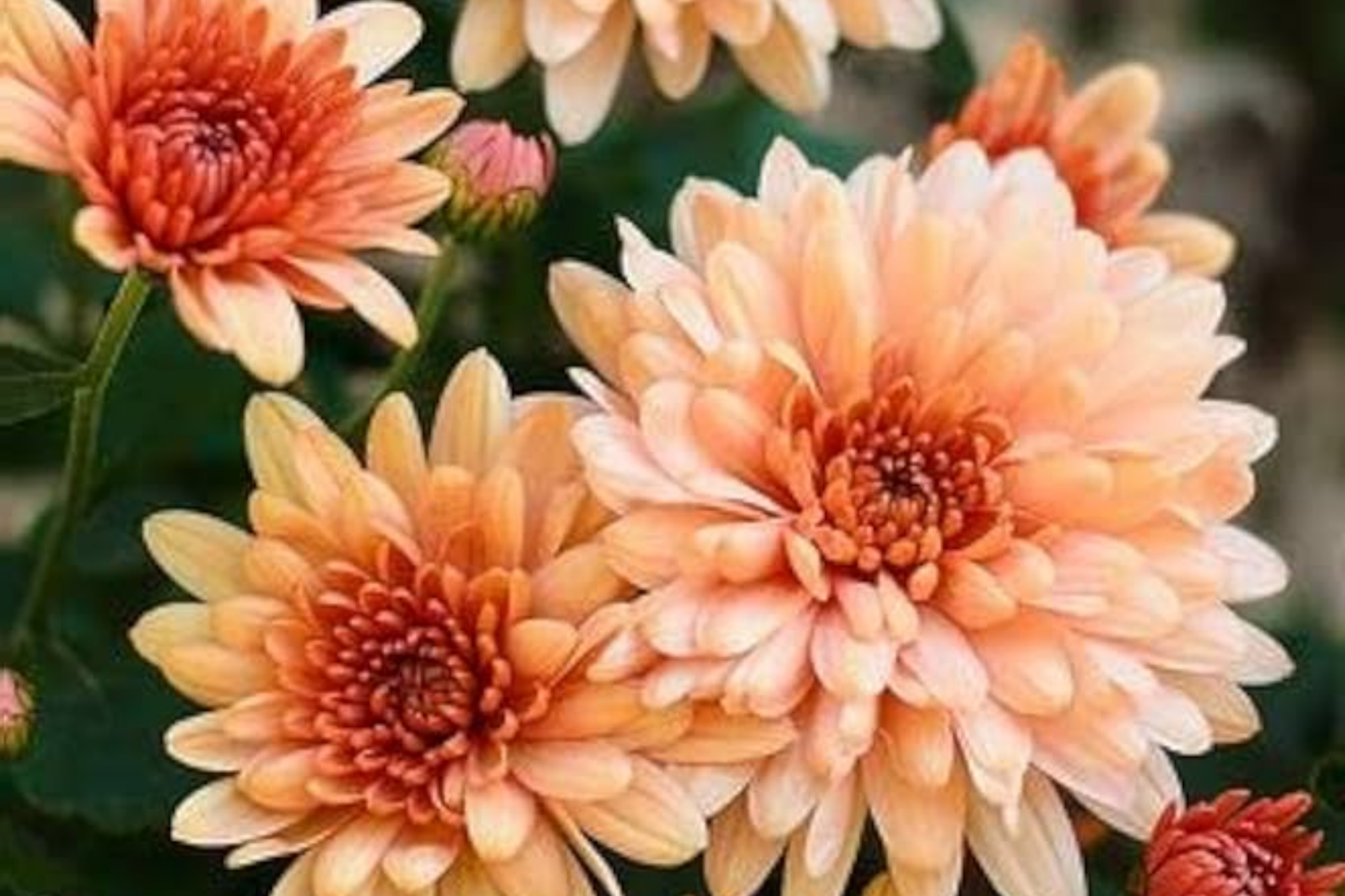 Charisma Coral Mum Seeds - Chrysanthemum morifolium - Vibrant Coral Flowers for Gardens & Bouquets - Over 200 Seeds