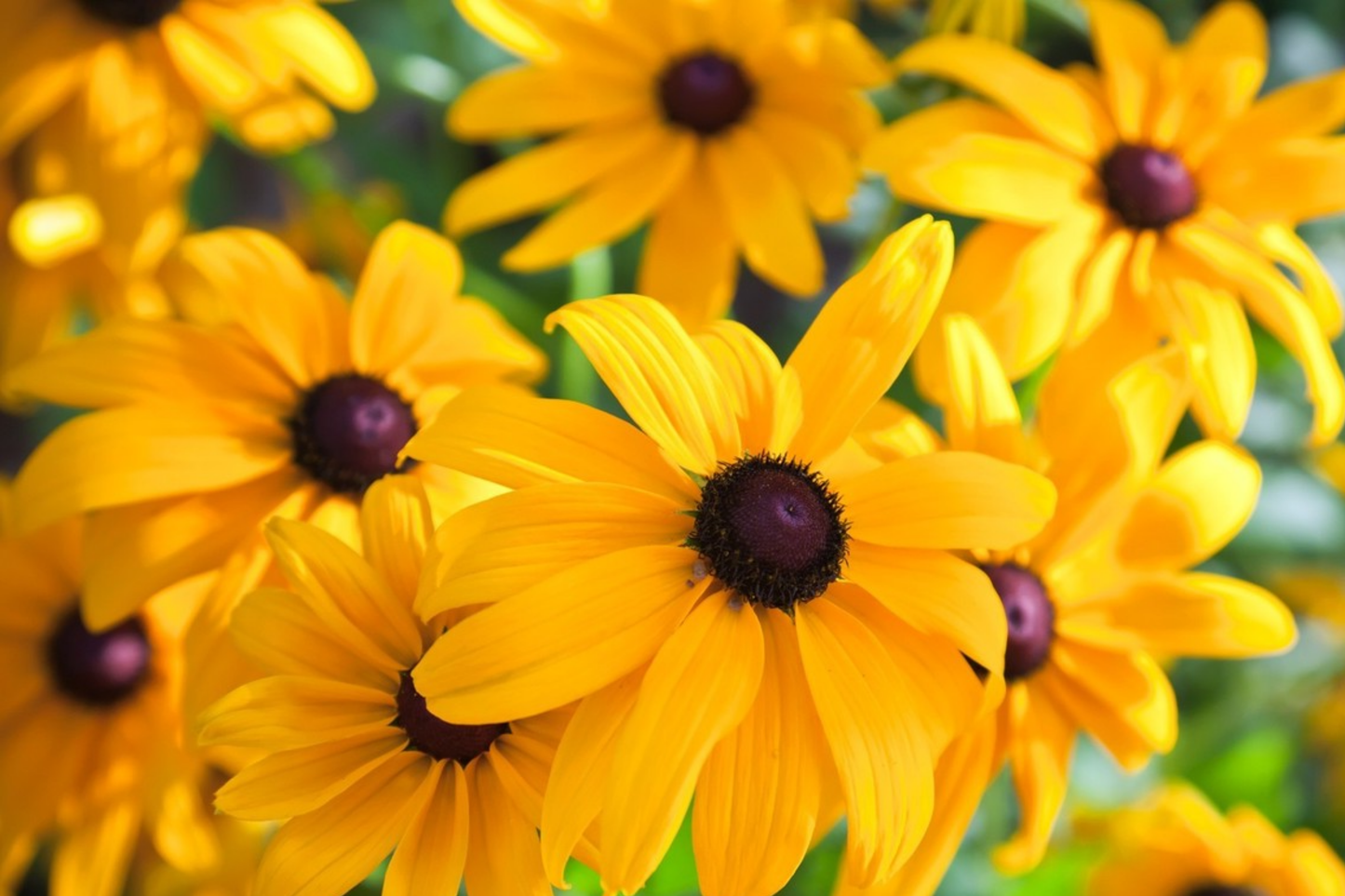 Rudbeckia Seeds - Spudnick Variety - 125+ Annual Flower Seeds for Garden - Black-eyed Susan - Rudbeckia hirta