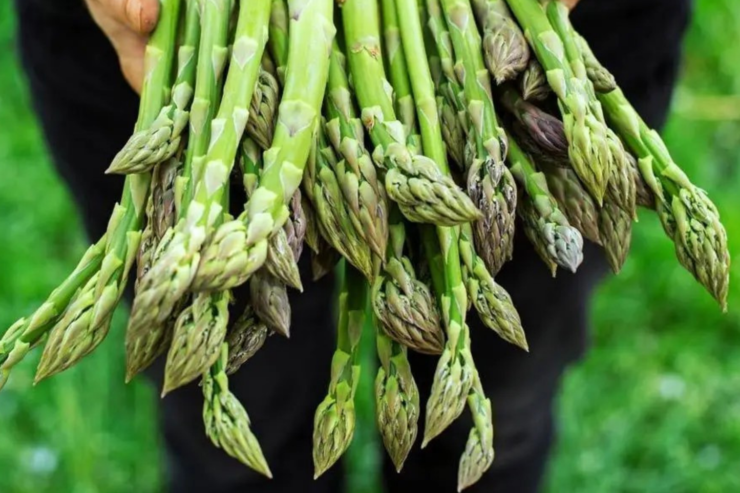 Asparagus Seeds - 75+ Non-GMO Heirloom Vegetable Seeds for Home Garden - Asparagus officinalis