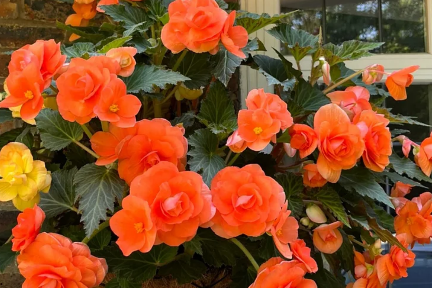 Candy Floss Begonia Seeds - Non-GMO Flower Seeds for Containers & Gardens, Pink White Peach Blooms, Begonia x tuberhybrida, 45/125 Seeds