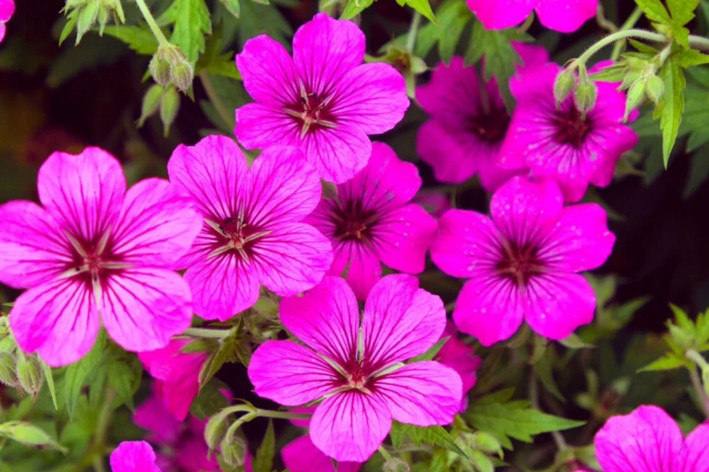 Geranium Seeds - Magenta Flower - Fragrant Pelargonium spp. - Non-GMO, 100+ Pack