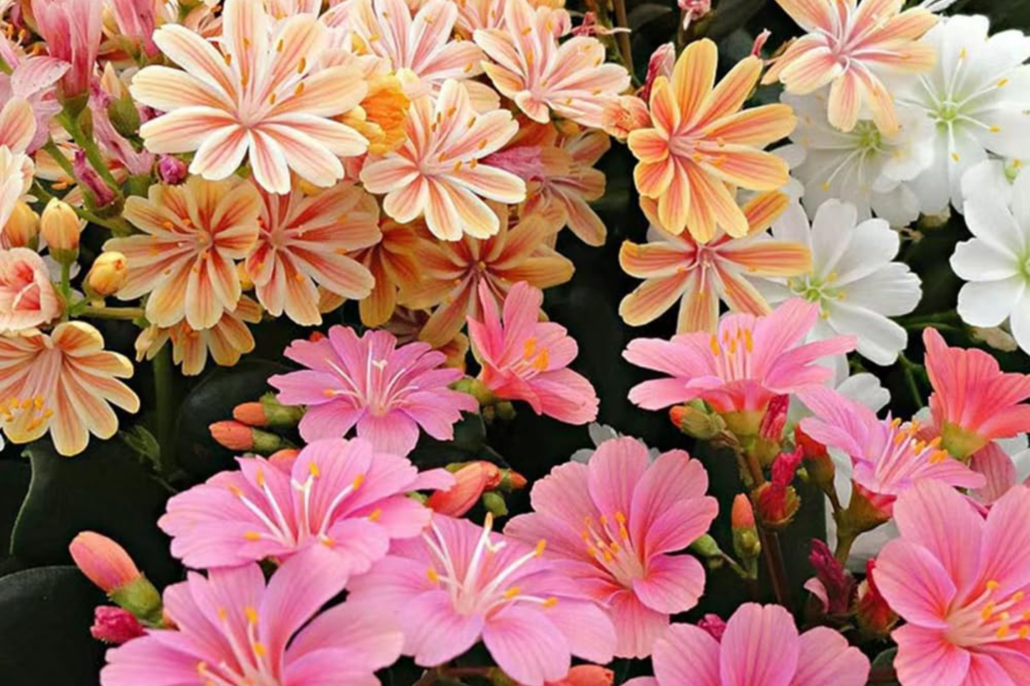 Lewisia Seeds - Caramel Flair Non-GMO Flower Seeds for Garden, Rock Garden, Border, Container Planting, Lewisia cotyledon