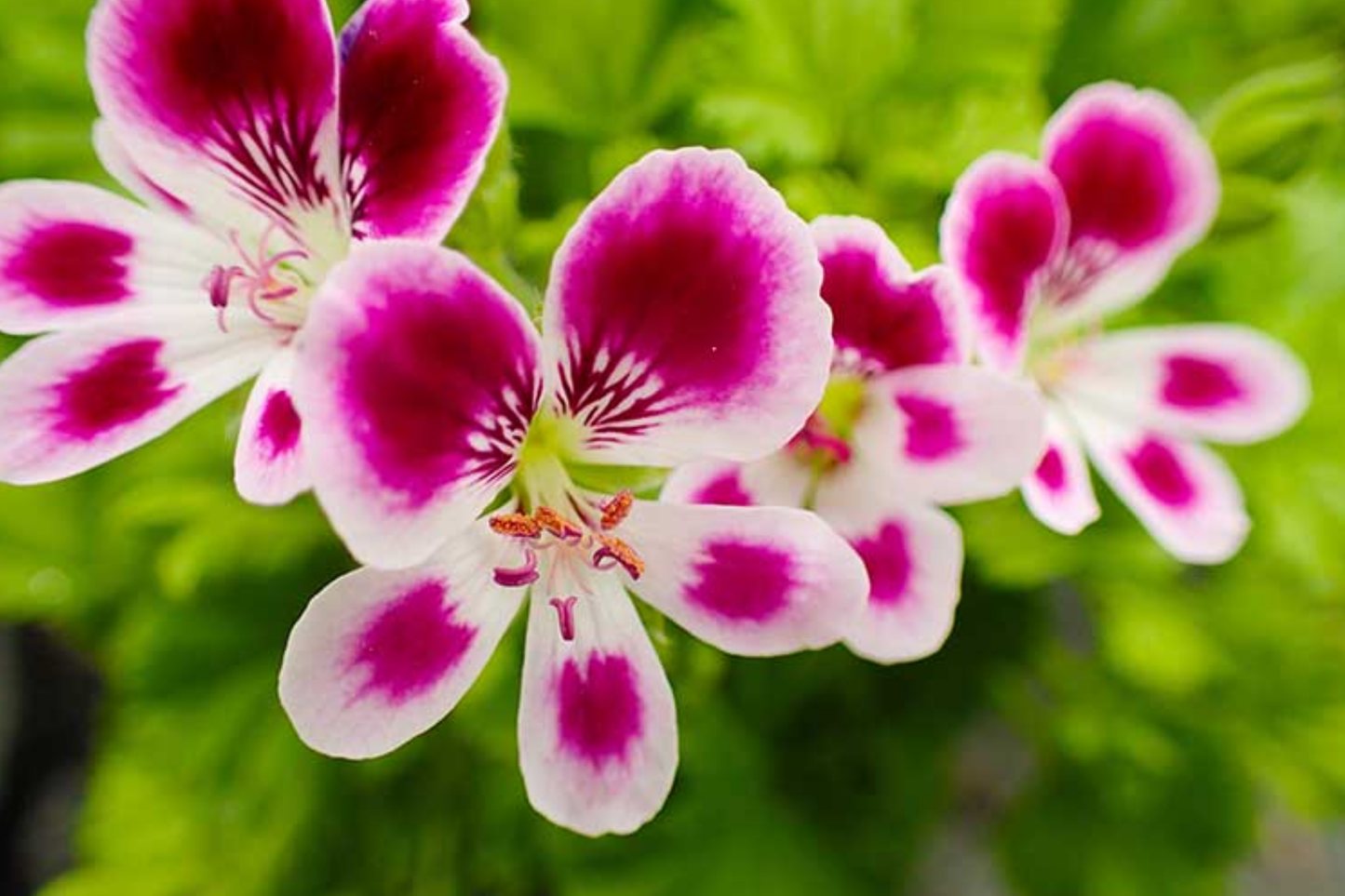 Geranium Seeds 100+ Pack – Fragrant Spring Flowers – Pelargonium Species – Easy to Grow, Non-GMO, Outdoor Garden, Pot & Border Plants