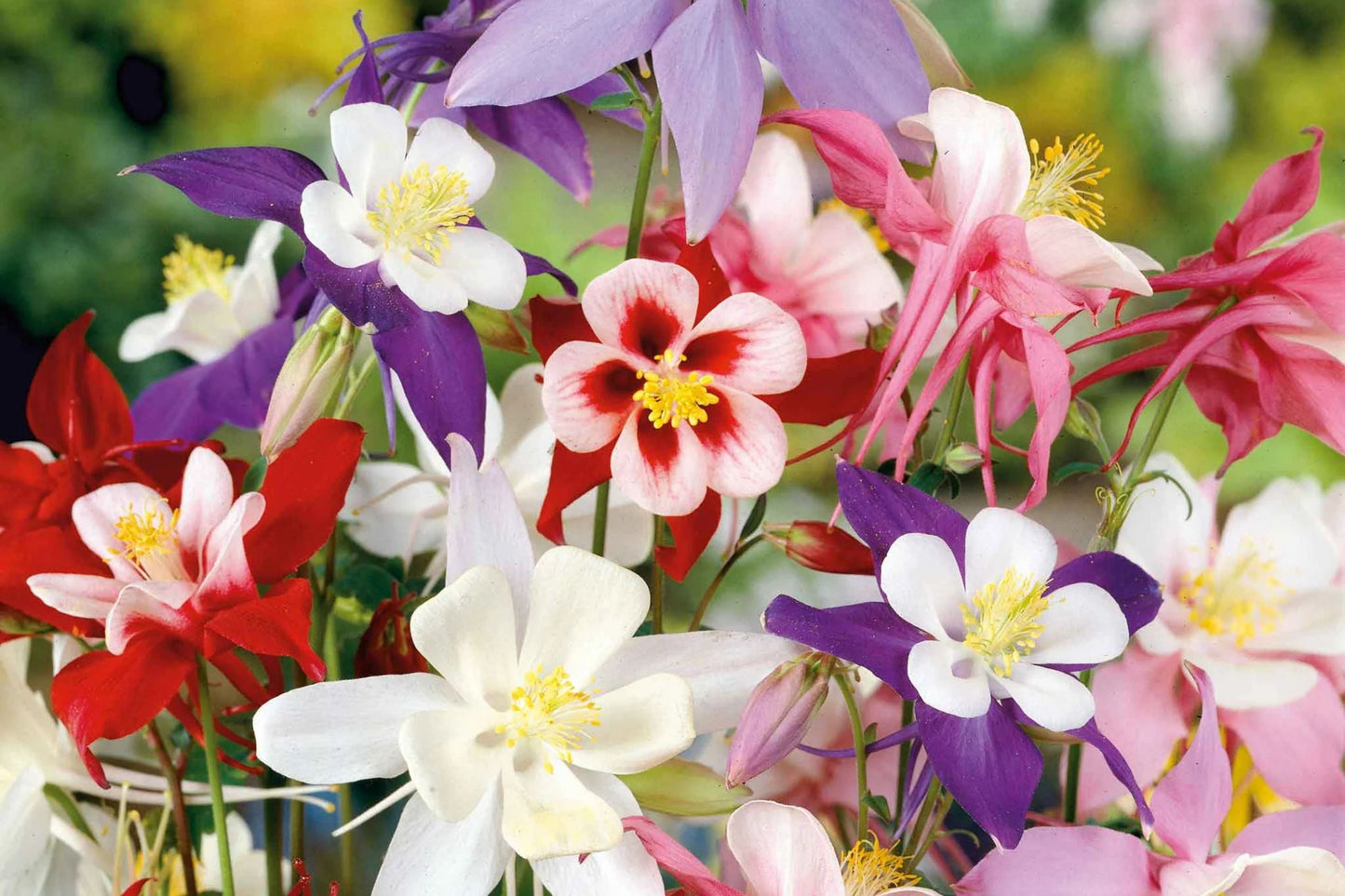 McKana Giant Mix Columbine Seeds - Perennial Flowers for Borders, Pollinator Garden, Vibrant Red, White, Yellow, Purple, Aquilegia hybrida