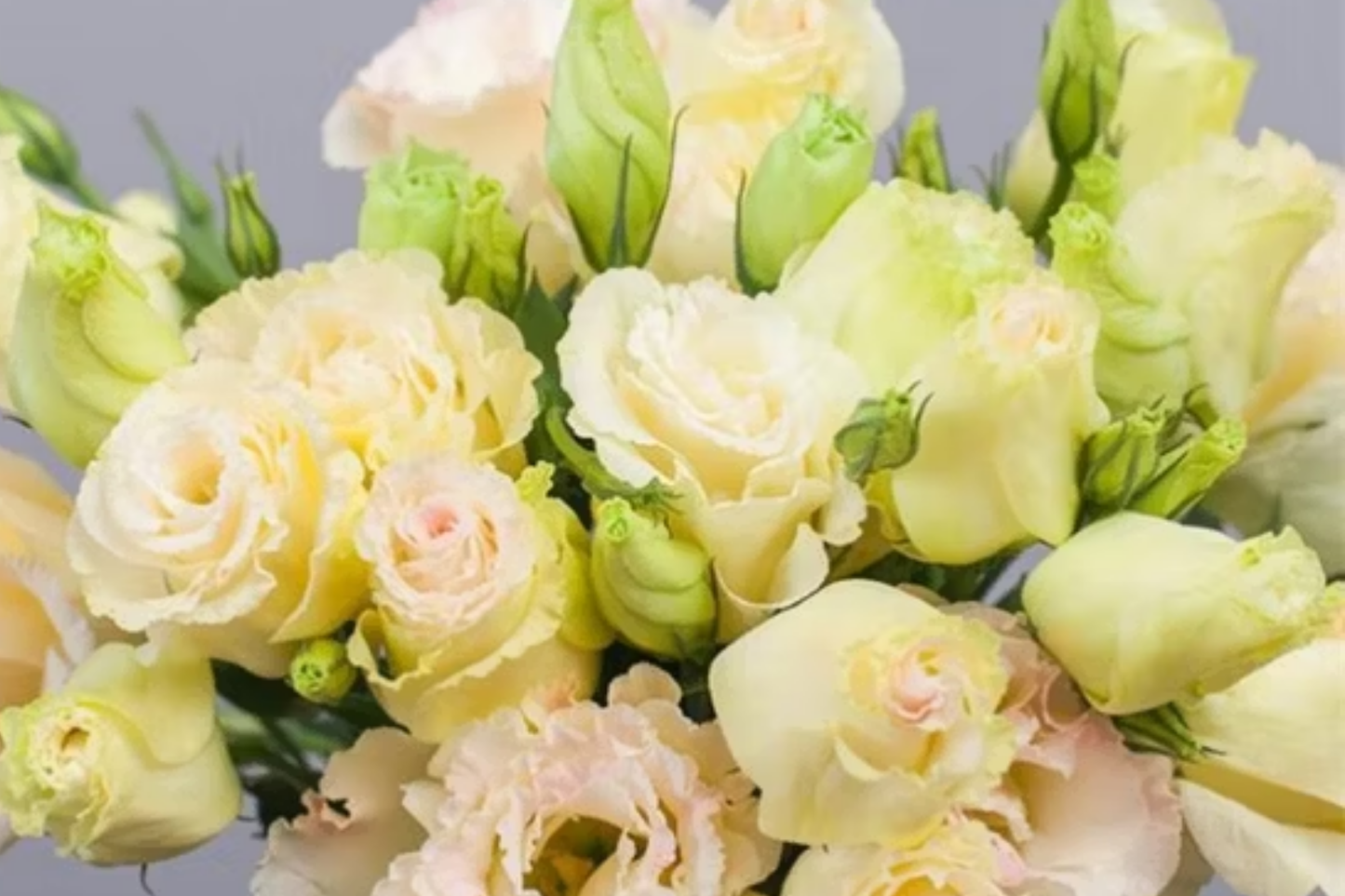 Aegis Jade Lisianthus Seeds - Non-GMO Heirloom Garden Flower Seeds for Cut Flowers & Pollinator Attraction