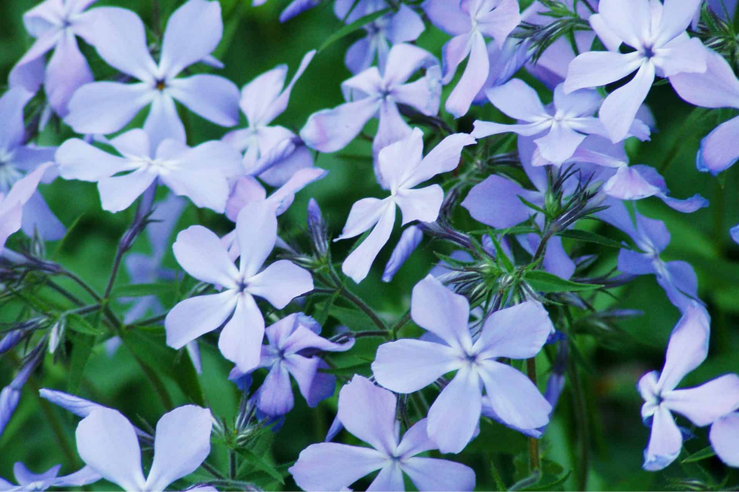 Blue Woodland Phlox Seeds - 125 Pack, Annual Flower, Phlox divaricata, Blue Blooms, Garden, Pollinator-Friendly