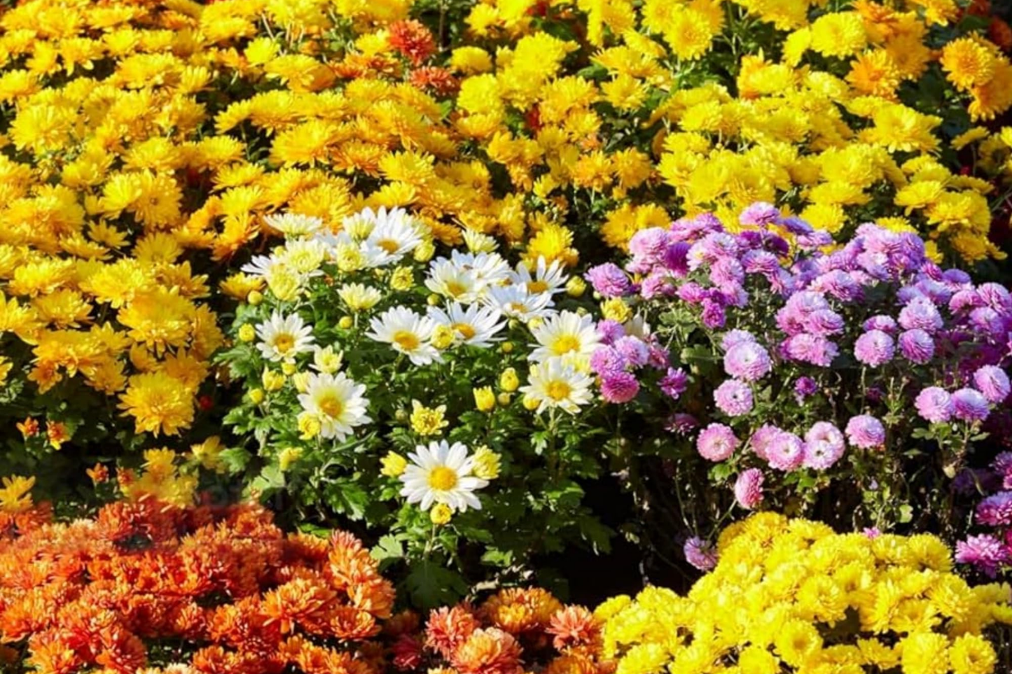 Mango Dream Mum Seeds – Over 200 Chrysanthemum morifolium Annual Flower Seeds – Bright Orange Multi-Color Blooms