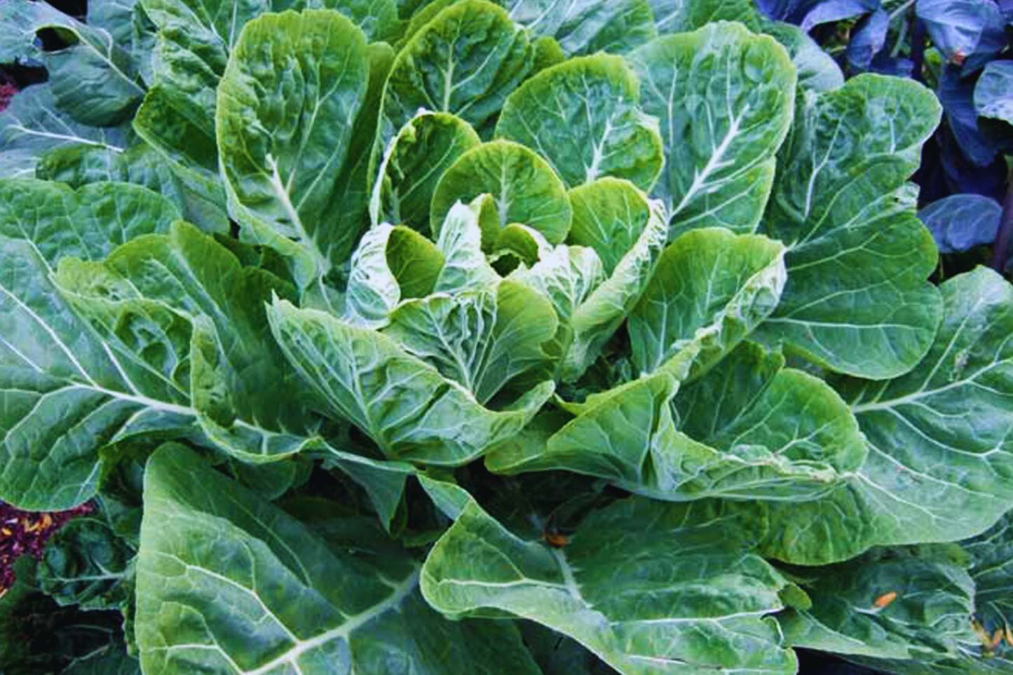 800+ Vates Collard Green Seeds | Non-GMO Heirloom Brassica oleracea Seeds