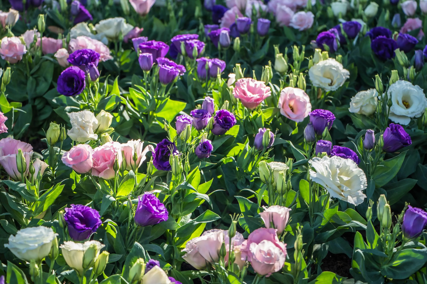 Lisianthus Seeds - 100 Non-GMO Heirloom Flower Seeds for Garden, Eustoma grandiflorum, Vibrant Blooms, Pollinator Attractant