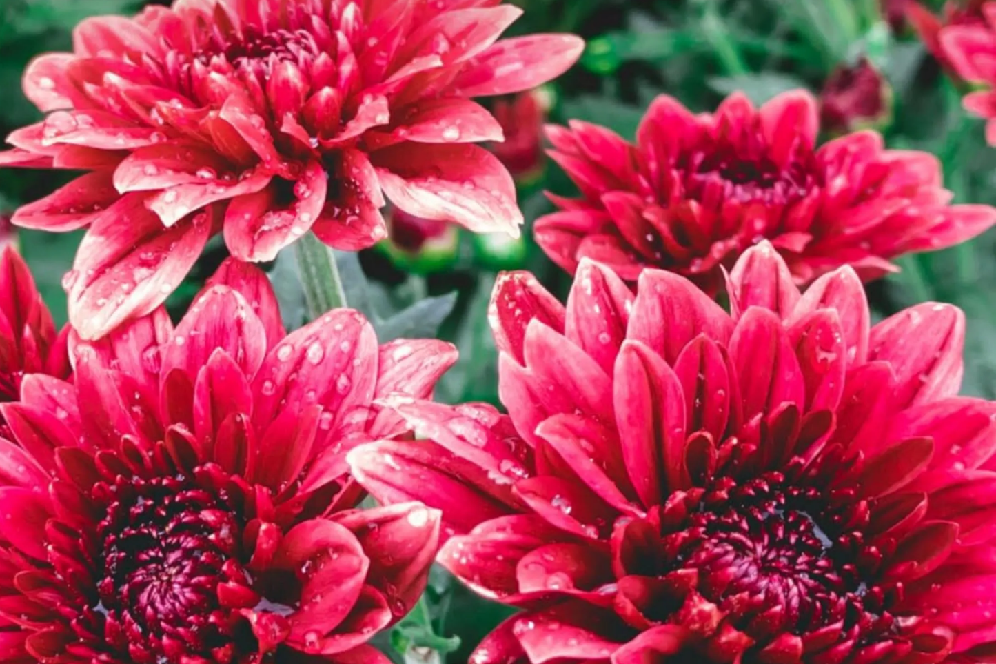 Red Velvet Mum Seeds - 200+ Chrysanthemum morifolium Annual Flower Seeds for Vibrant Garden Blooms