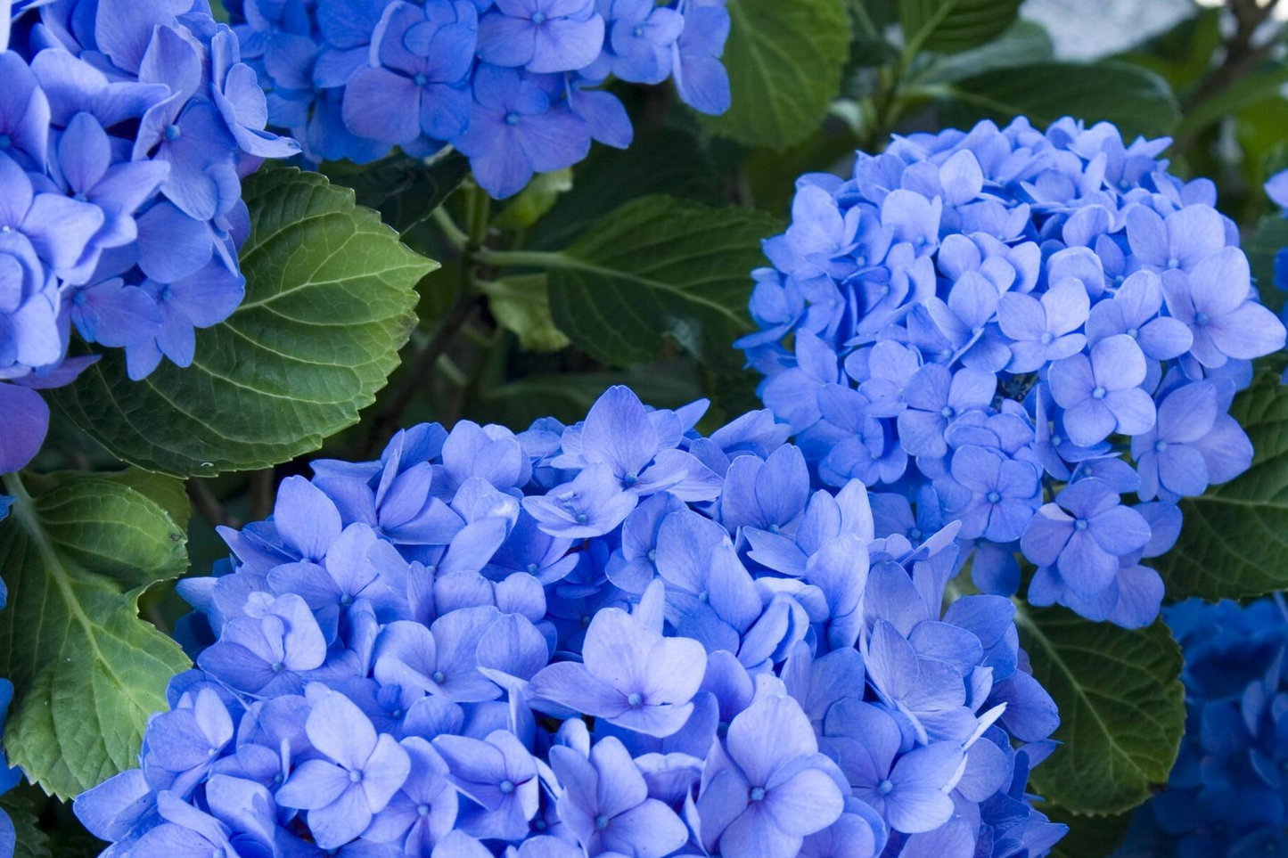 Muse Blue Hydrangea Seeds – Non-GMO Hydrangea macrophylla Flower Seeds, Blue Blooms, 85 or 250 Seeds