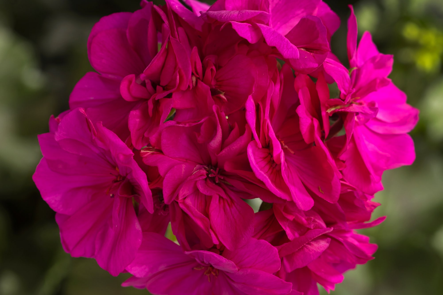 Geranium Seeds - Pack of 100+ Cascade Violet Fragrant Flowers - Pelargonium zonale Non-GMO for Gardens & Containers
