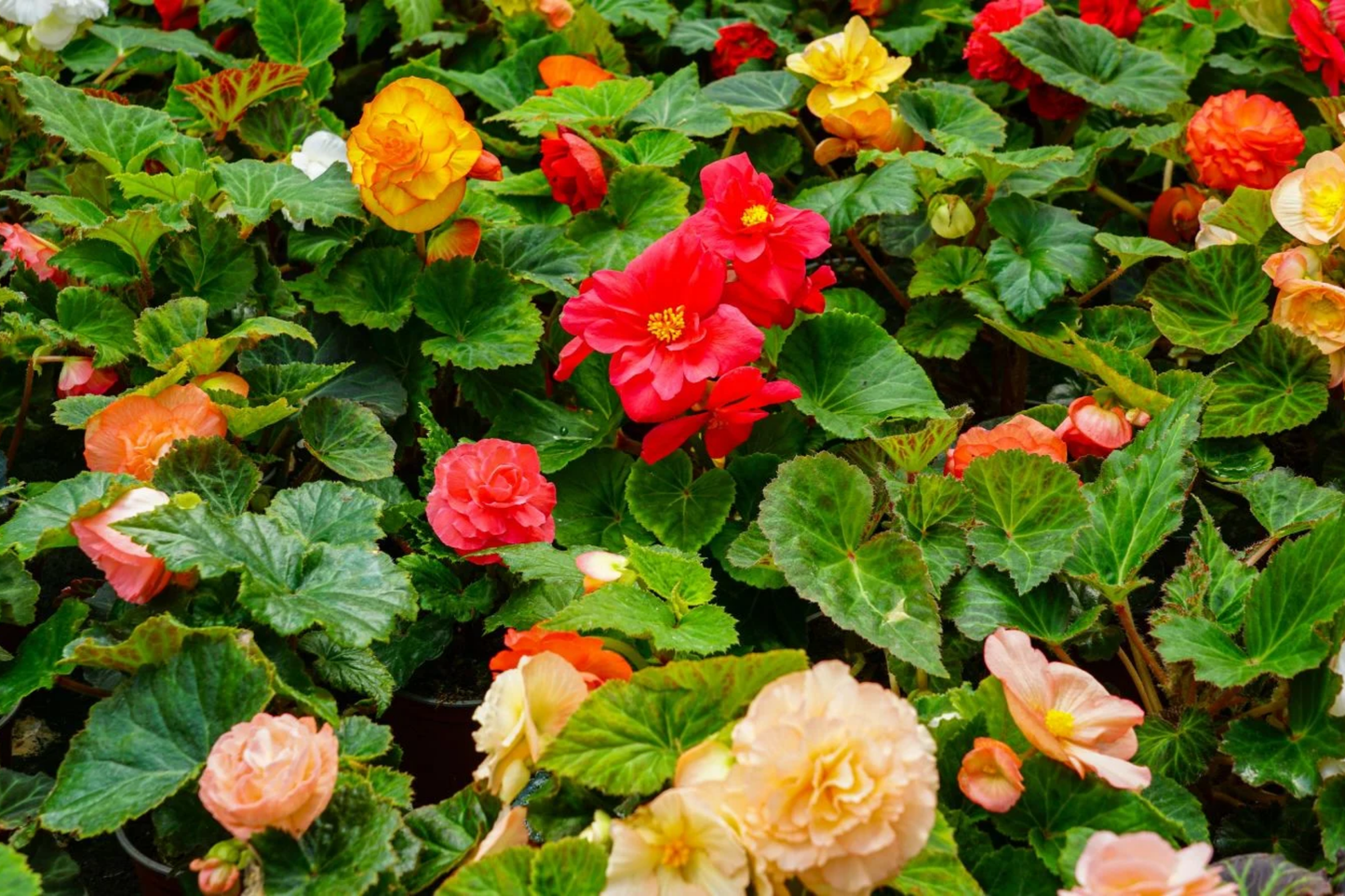 Begonia Seeds - Non-GMO Tangy Twist Begonia x tuberhybrida Flower Seeds, Pack of 45 or 125
